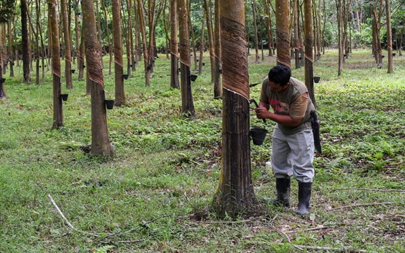 Peladang-getah-Pekebun